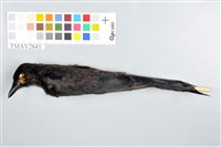 藏品(大卷尾)的圖片